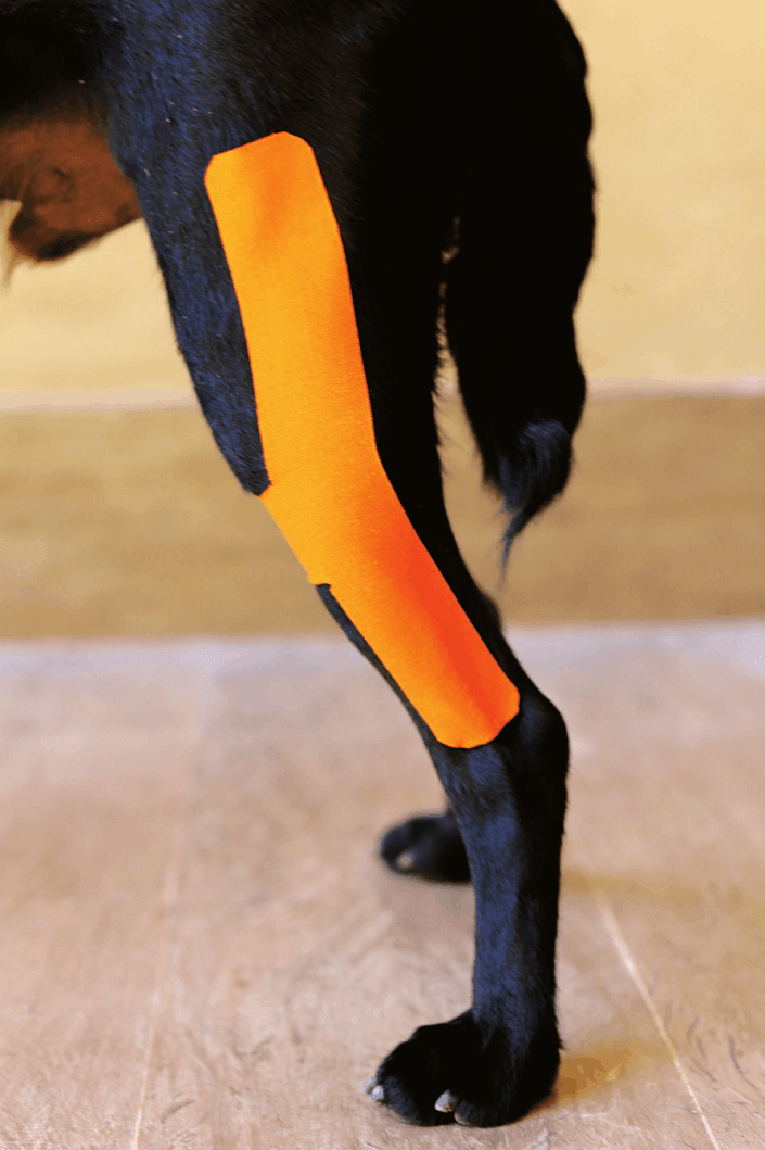 H tape applied with strong stretch, lateral view