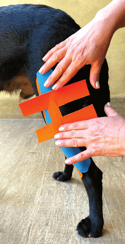Positioning the lateral and medial support tape on the leg
