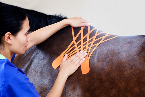 kinesiology tape on horse back