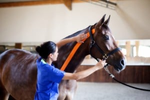 kinesiology taping for equine neck