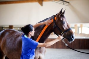 equine kinesiology tape