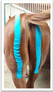 kinesiology tape on horses rear end
