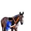 VetkinTape-veterinary-kinesiology-tape (2)