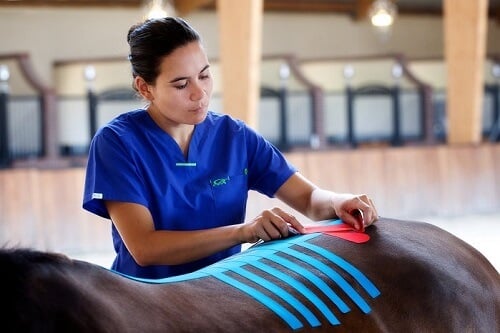 kinesiology-taping-course-equine