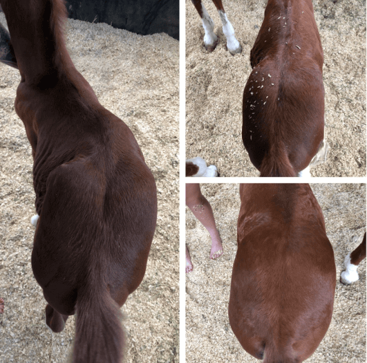 foal with spinal scoliosis initial assessment