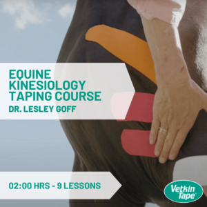 thumbnail equine taping course lesley goff